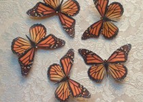 Monarch-2013-2
