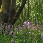 Bluebell-Wood
