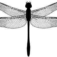 dragonfly-julberto-1