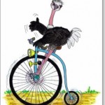 ostrich
