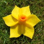 daffodil