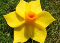 daffodil