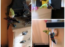 knucollage