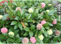 salmon-fawn-green-pom-pom