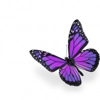 Purple and Pink Butterfly on White Background