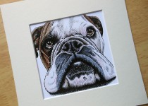 bulldog2