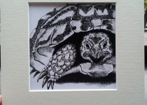 Tortoise-frame