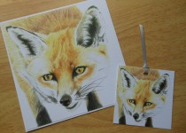 fox-square-card-tag