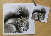 squirrel-col-card-tag