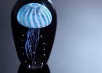 JellyFish1