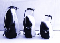 Penguins