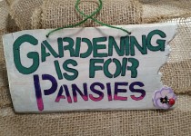 Pansies