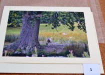 DSC_0502-Copy